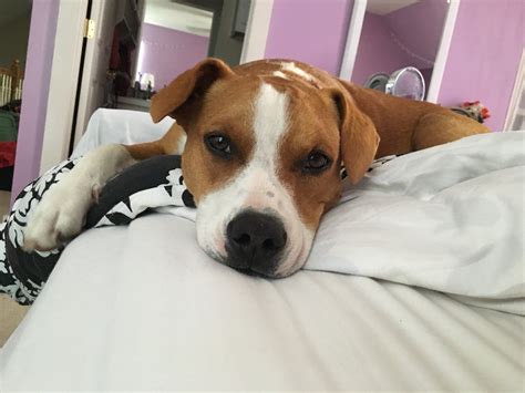 Jack Russell Terrier Pitbull Boxer Mix