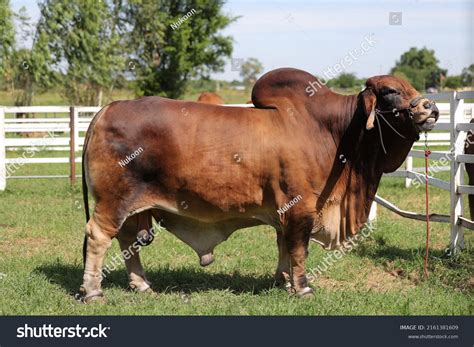 Beef Cattle Breeder American Brahman Red Stock Photo