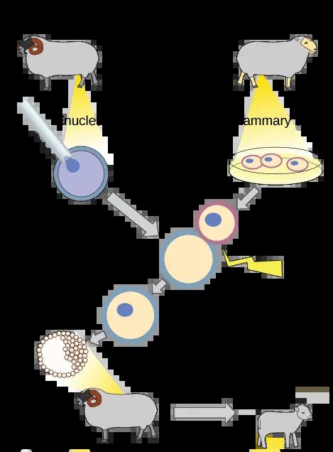 Cloning And Genetic Engineering Concepts Of Biology Openstax