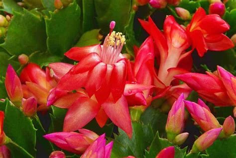 How To Make A Christmas Cactus Bloom And Grow Details