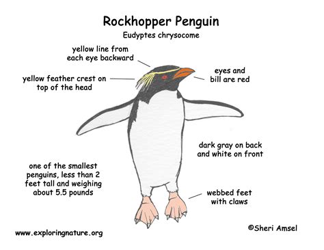 Diagram Little Penguin Diagram Mydiagramonline
