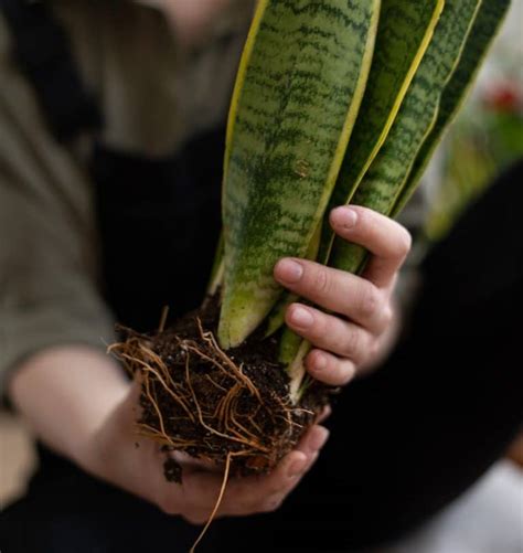 How Do I Know If My Snake Plant Is Dying Cactusway