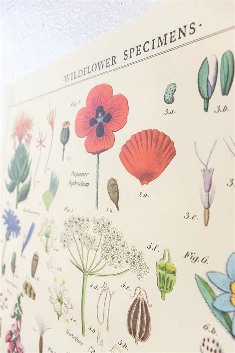 Wildflower Specimens Scientific Chart Stemcell Science Shop