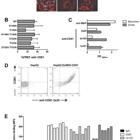 Effect Of Cd81 Mutations On Protein Localization Antigenicity And Hcv Download Scientific