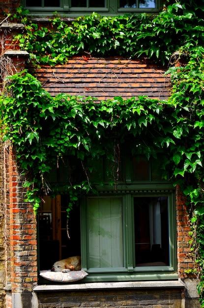 Premium Photo Ivy Growing On House