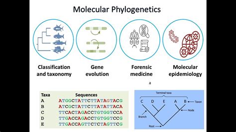 Molecular Phylogenetics Part What Is Molecular Phylogenetics Youtube