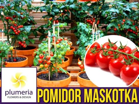 Pomidor Cherry Maskotka Nasiona Niska Cena Od Plumeria Pl