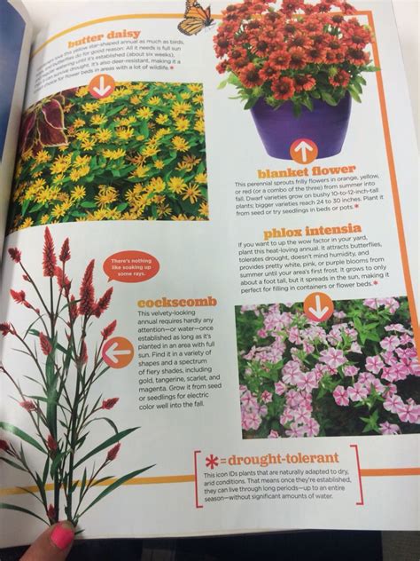 Hot climate plants | Flower blanket, Plants, Sprouts