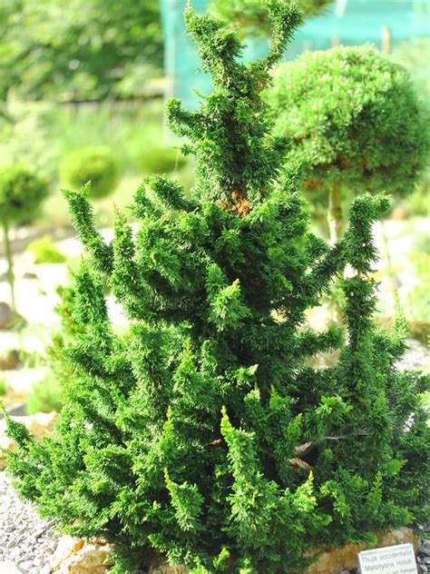 Thuja Occidentalis Malonyana Holub Eastern Arborvitae