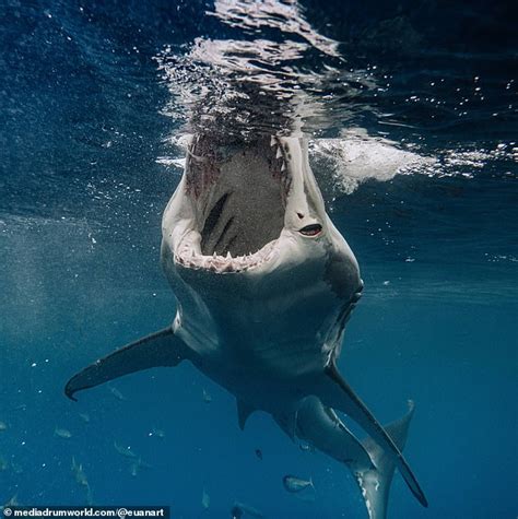 Brutus The Battle Scarred Great White Shark Lunges At Bait In