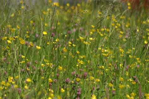 Coverage Of The Biodiversity Net Gain Consultation Launch Defra In