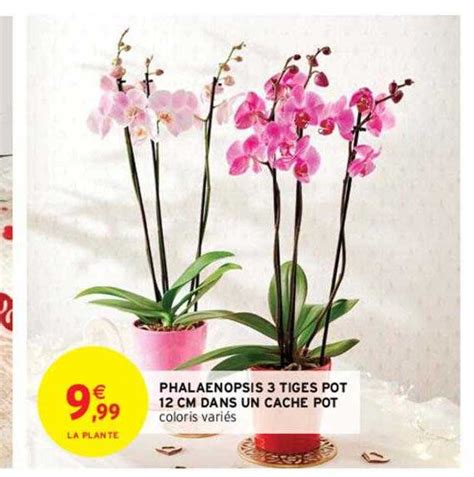 Promo Phalaenopsis 3 Tiges Pot 12 Cm Dans Un Cache Pot chez Intermarché