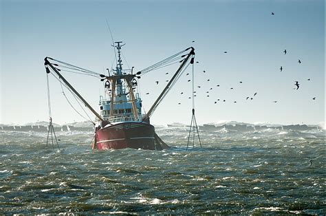 Quais Os Impactos Da Pesca Na Sustentabilidade Do Brasil E Do Mundo