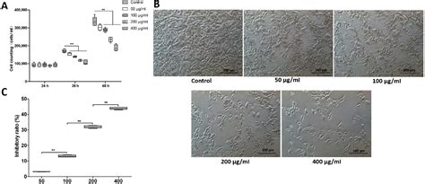 Figure From Aqueous Extracts Of Sanghuangporus Vaninii Induce S Phase