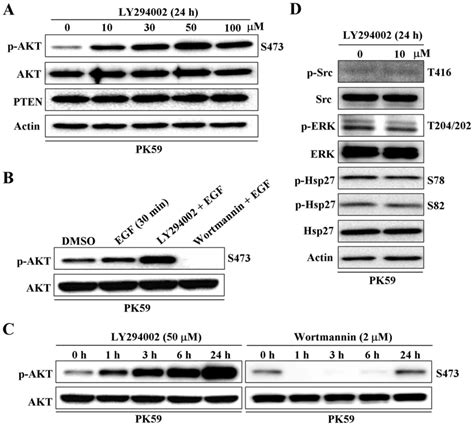 Pi3k Inhibitor Ly294002 As Opposed To Wortmannin Enhances Akt