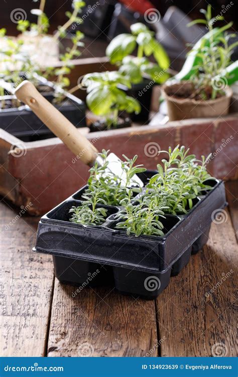 Lavender Seedlings In Pots Stock Image Image Of Concept 134923639