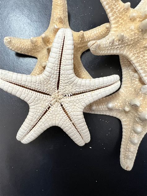 White Armoured Knobby Starfish Coastal Craft Shells 1 To 10