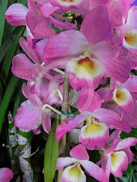 Dendrobium Soft Cane Dendrobium Orchid Information And Photos