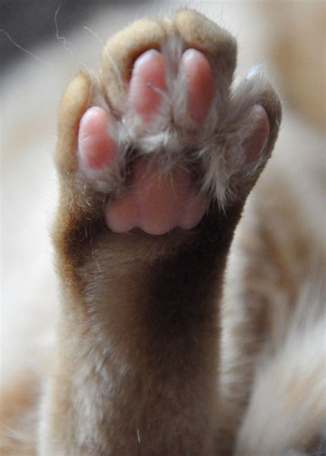 Rabbit Foot Resting Cute Paw Image