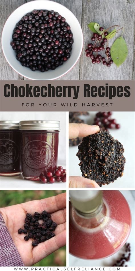 12+ Chokecherry Recipes for Your Wild Harvest