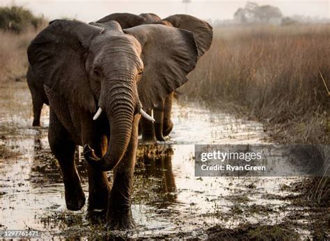 73 Elephant Crossing Sign Stock Photos High Res Pictures And Images