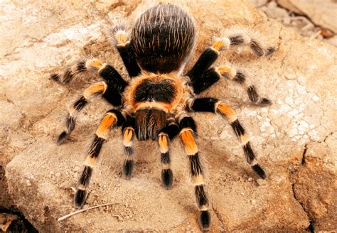 Top Best Pet Spiders For Beginners More Reptiles