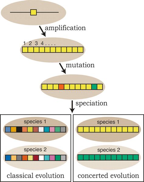 Highly Efficient Concerted Evolution In The Ribosomal Dna Repeats