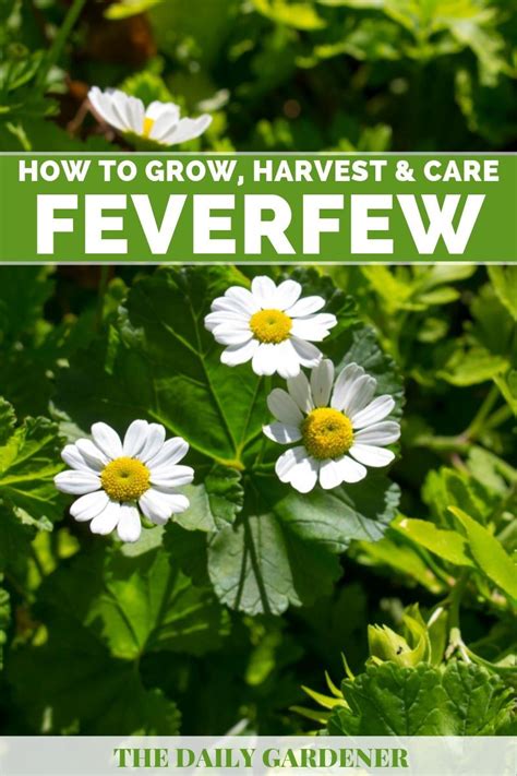 Growing Feverfew A Bushy Medical Herb Can Get Ride Of Pests Medicine