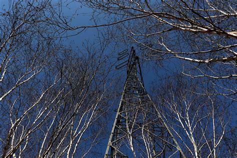 Birch Pohon Tower Listrik Foto Gratis Di Pixabay Pixabay