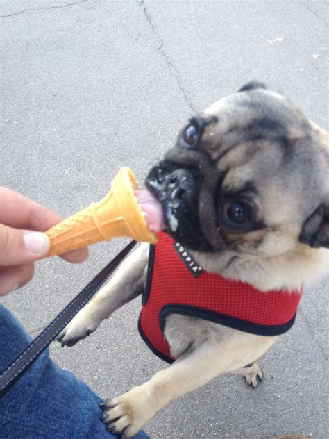 Nom Ice Creaaam Pug Love Pug Life Pug Mom