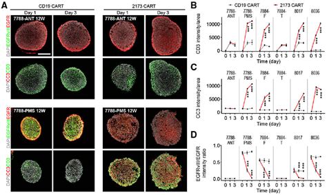 Figure 7 From A Patient Derived Glioblastoma Organoid Model And Biobank