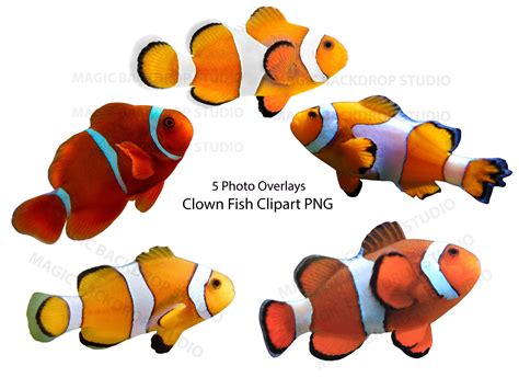 Clown Fish Png Ocean Photo Bundle Sea Aquarium Animal Animals Overlay