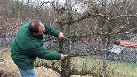 Schnittanleitung Obst Spalierb Ume Schneiden Winterschnitt Youtube