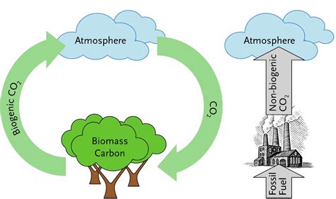 Fossil Vs Biogenic Co2 Emissions Bioenergy