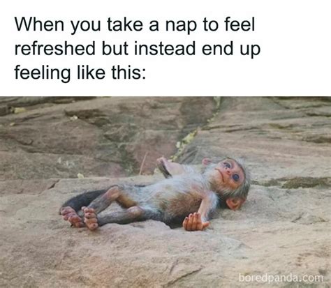 35 Funny And Relatable Memes Posted On The Instagram Page Introvert