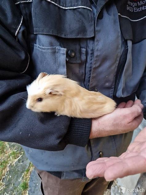 Meerschweinchenbock Sucht Neues Zuhause Im Kanton St Gallen Tutti Ch