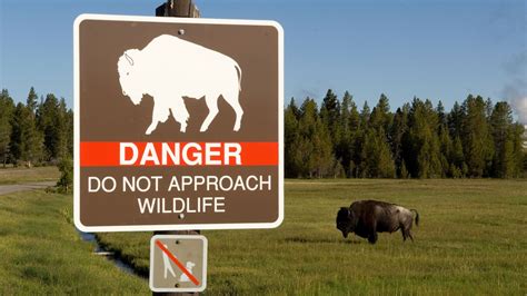 Yellowstone Bison Gores 83 Year Old South Carolina Woman Leaving Her