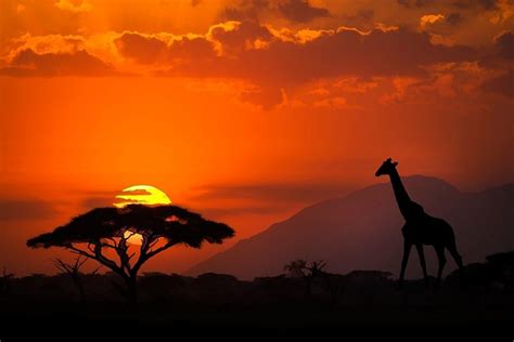 Somerset House Images Kenya Amboseli National Park Abstract Sunset