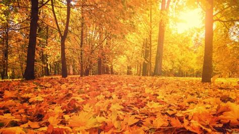 Download Beautiful fall sunrise with vibrant autumn colors Wallpaper ...