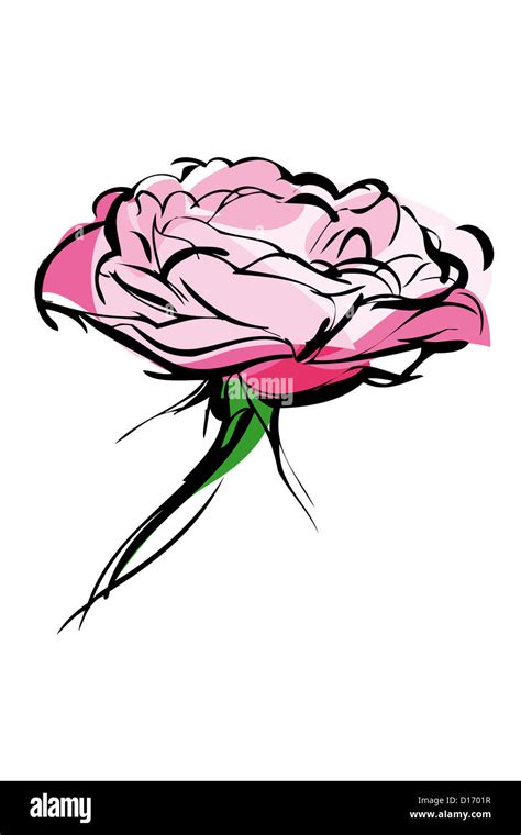 sketch of rose bud on a white background Stock Photo - Alamy