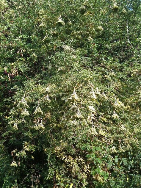 Sambucus Nigra The Pearl Plantentuin Esveld