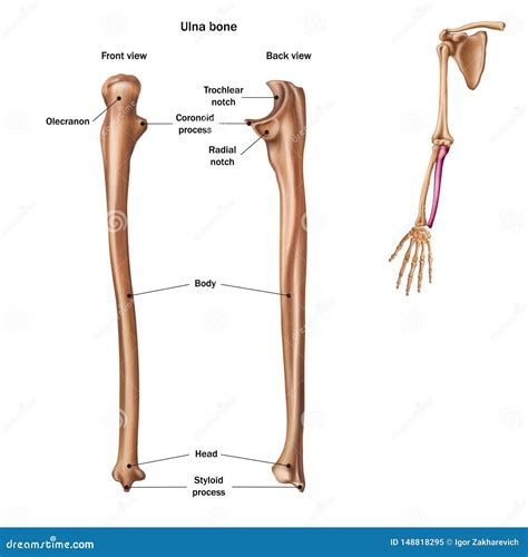 Diagram Labeled Diagram Of The Ulna Wiringschema