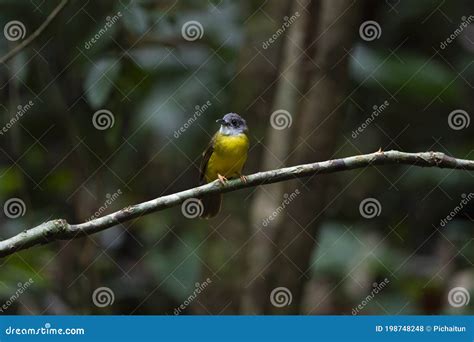 Yellow Bellied Bulbul Stock Photo Image Of White 198748248