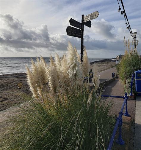 Ornamental Grasses Earth Home Evolution