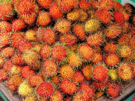 Rambutan Nephelium Lappaceum Rare Exotic Live Fruit Tree Etsy