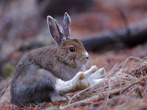 Snowshoe Hares Have Huge Feet Snowshoe Hare Kitten Pictures Animals