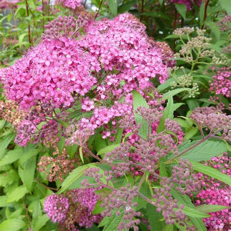 Spirée d été jeunes plants vigoureux Spiraea japonica Anthony Waterer