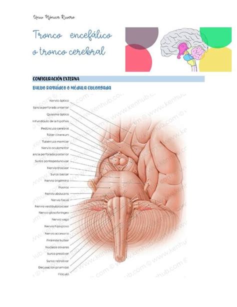 Tronco Encefálico o Tronco Cerebral Monica Rivero uDocz