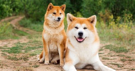 Akita Inu A Forte e Inteligente Raça de Cão do Japão