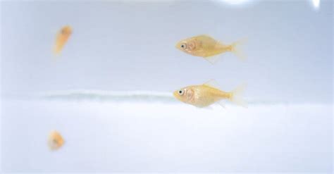 Goldfish Gestation Period: How Long Are Goldfish Pregnant? - A-Z Animals